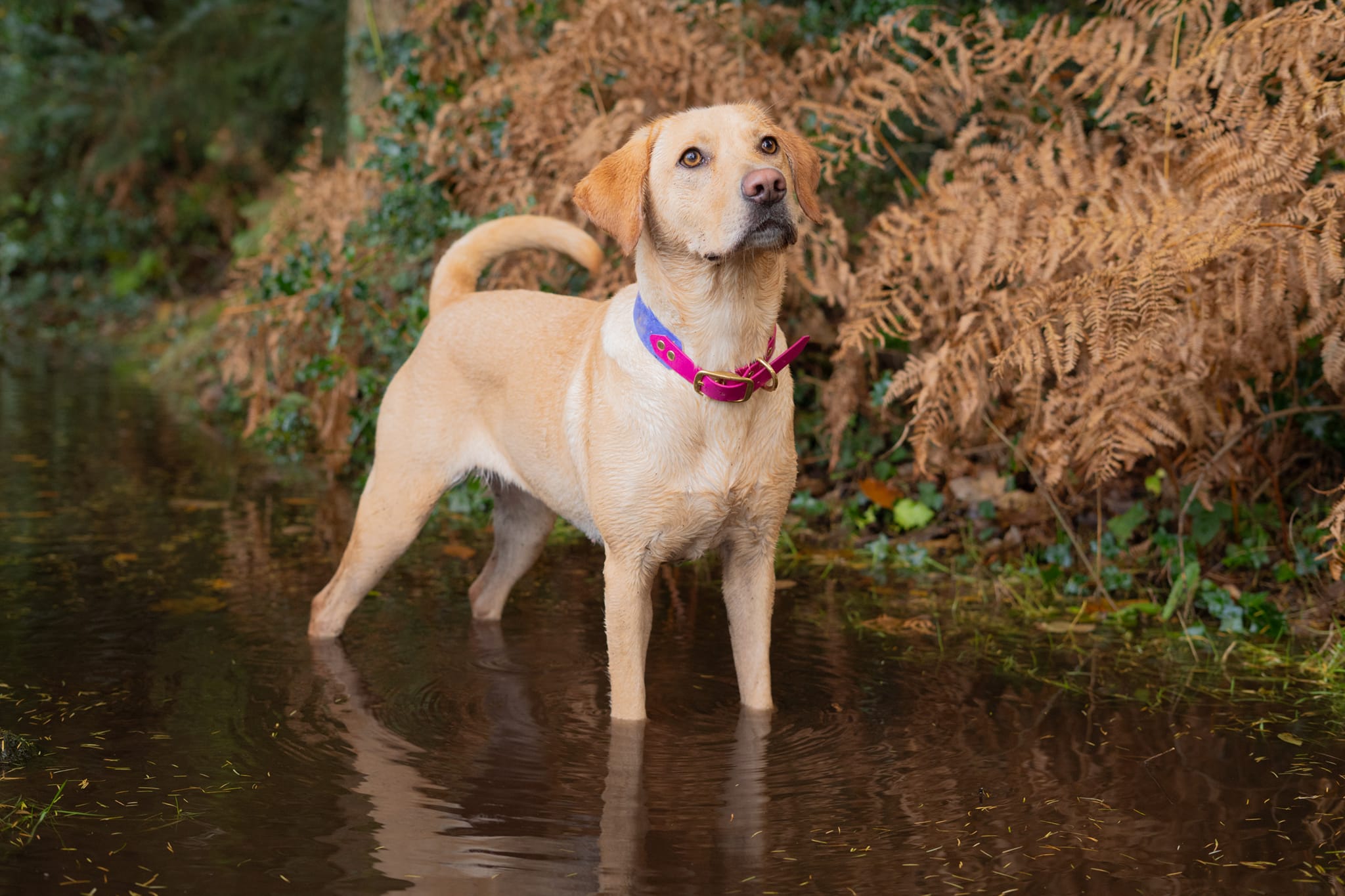 adventurous labrador splashing in a river wearing a handmade biothane collar! the perfect fully waterproof accessory to your dogs wardrobe. the collar is made from magenta biothane and solid brass hardware