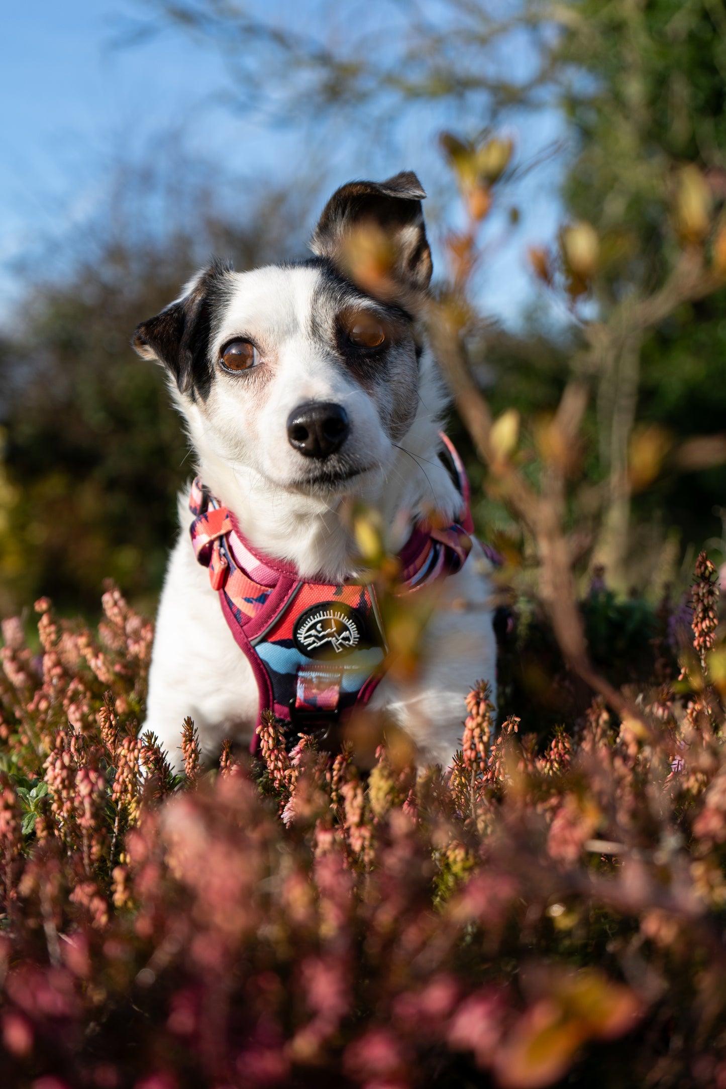 Sedona Skies Harness