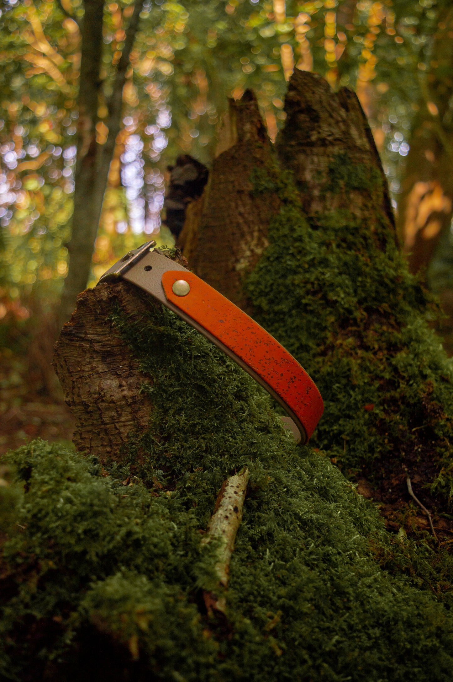 Pumpkin - Cork X Biothane Collar