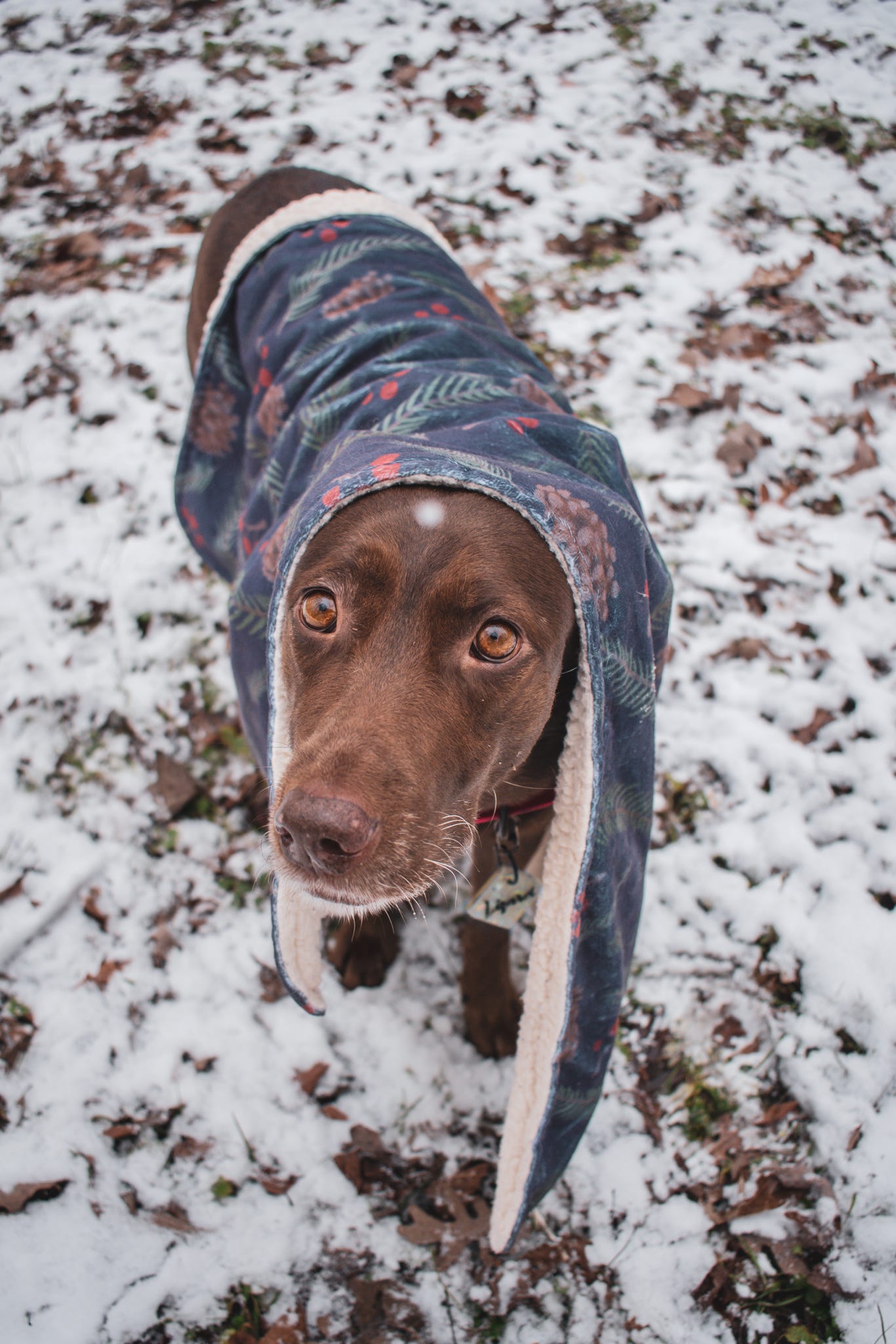 The Cosy Blanket - Winter Walkies