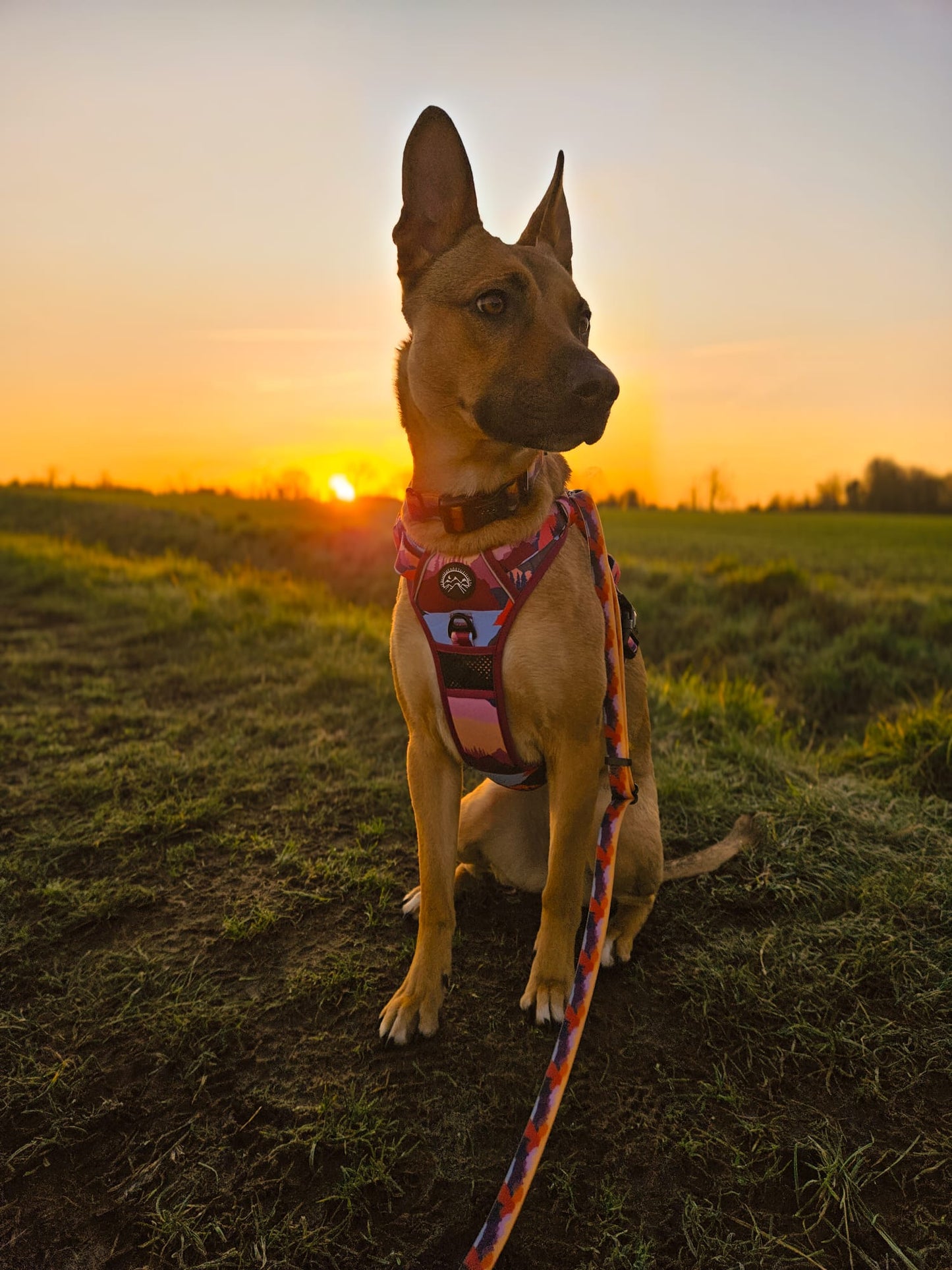 Sedona Skies Harness