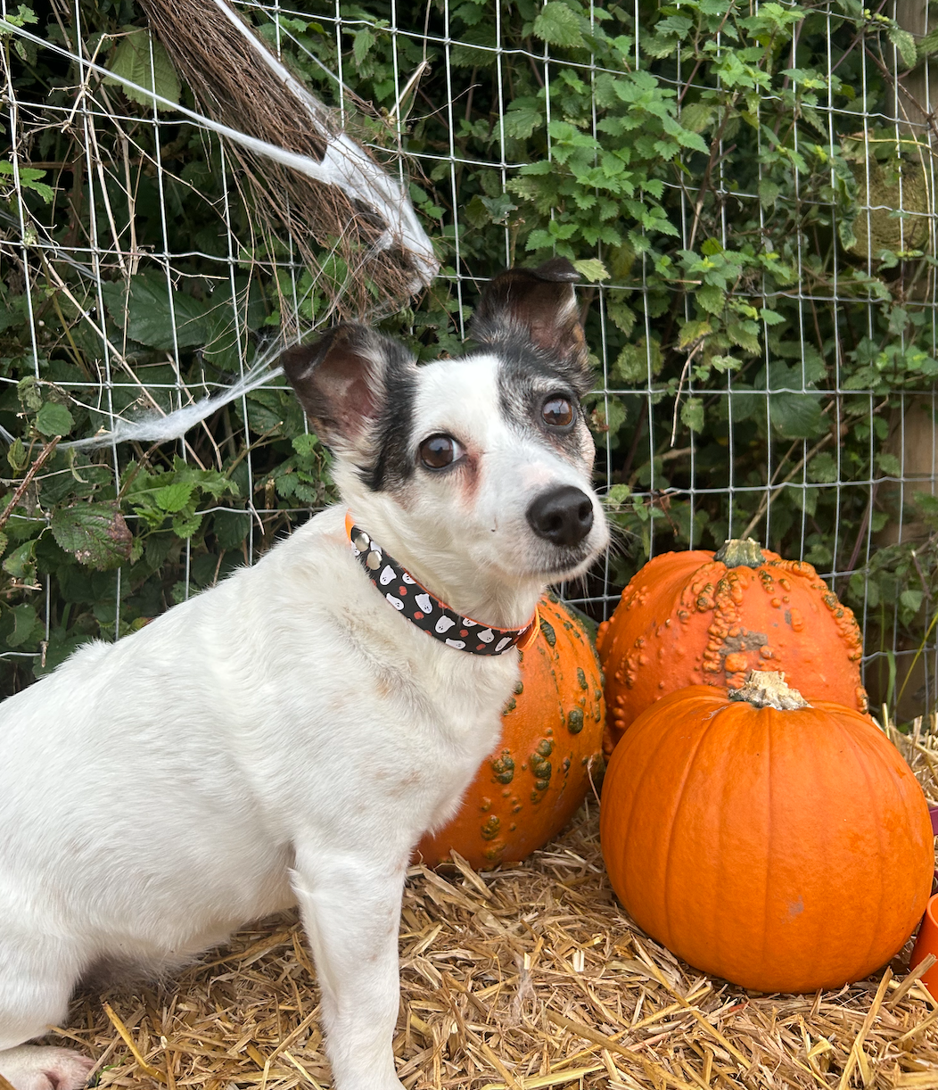 Boo-tiful collar - limited edition